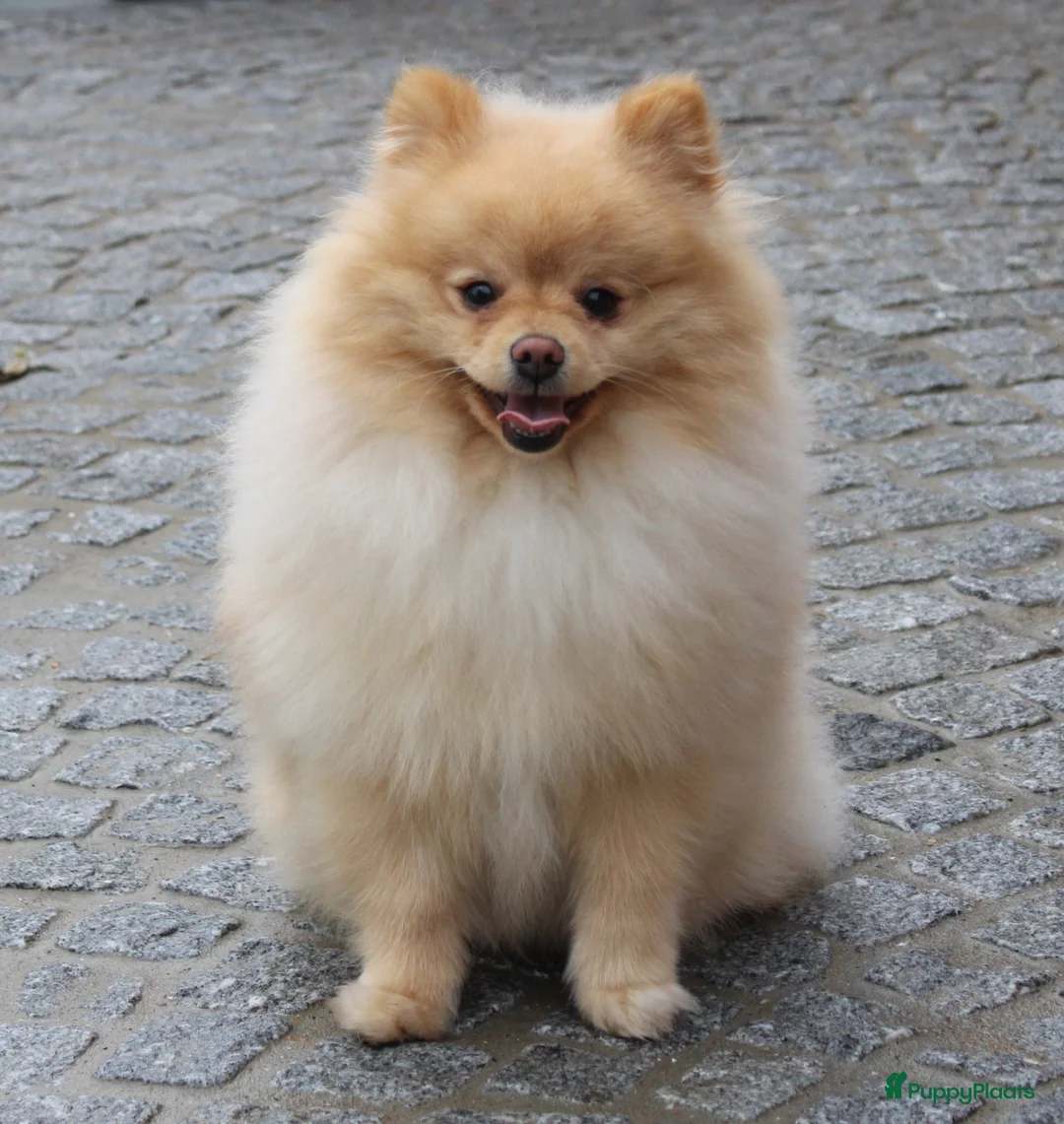 Pomeriaan honden te koop: Pomeriaan pups - Advertentie 13