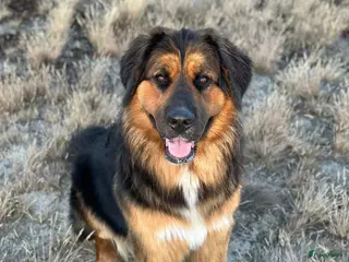 Kruising honden Dekreu gezocht in Hooge Mierde - Advertentie 1