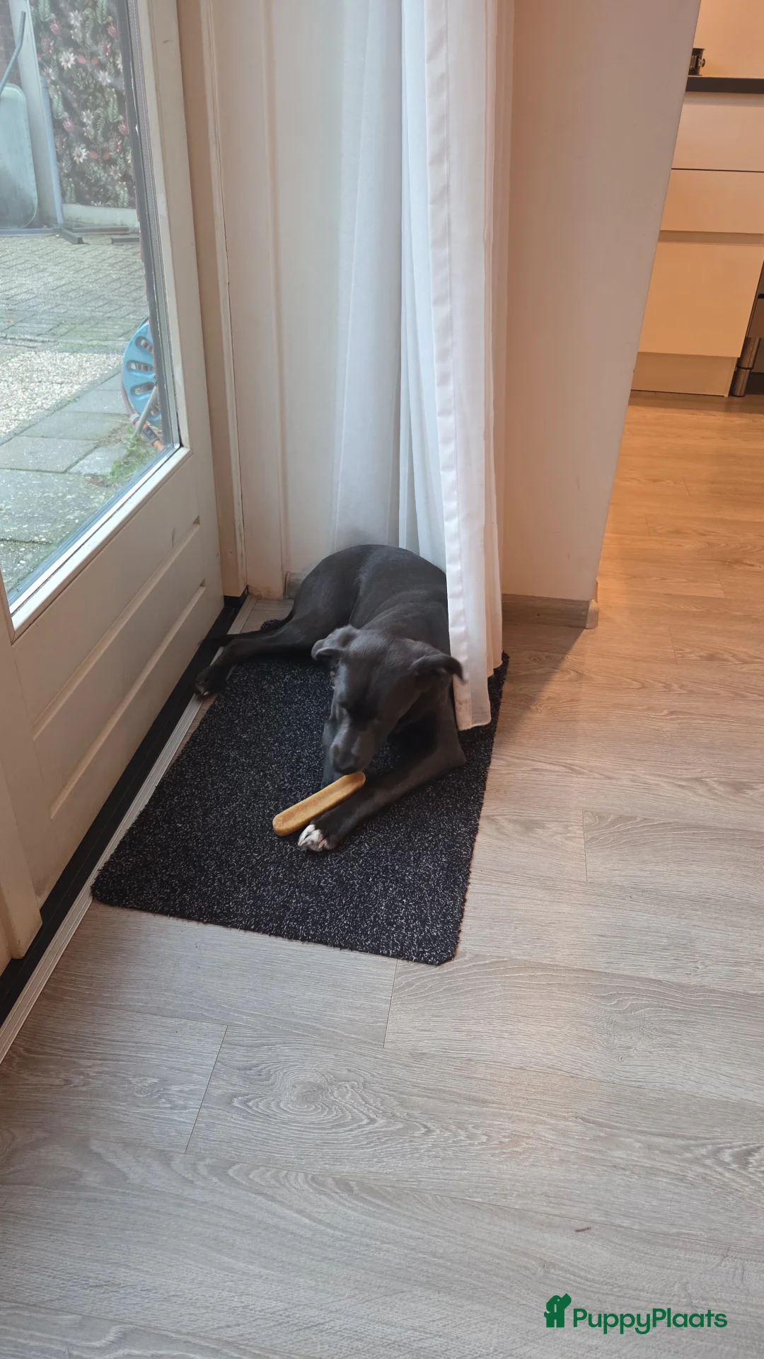 Kruising honden te koop: Onze lieve mack zoekt een gouden mandje. - Advertentie 9