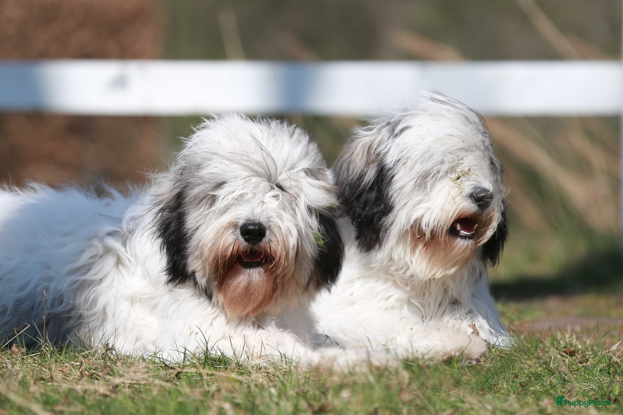 Polski Owczarek Nizinny honden Gouden mandje zoeken - Advertentie 1
