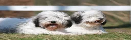 Polski Owczarek Nizinny honden te koop: Gouden mandje zoeken - Advertentie 1