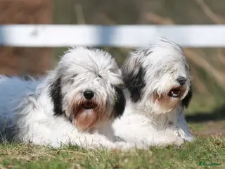 Polski Owczarek Nizinny honden Gouden mandje zoeken - Advertentie 6