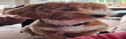 Kruising honden te koop: Onze Labradoodle mini Roxy in verwachting  - Advertentie 11