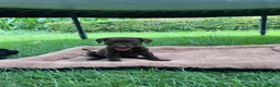 Kruising honden te koop: Prachtige puppy’s in Saasveld - Advertentie 2