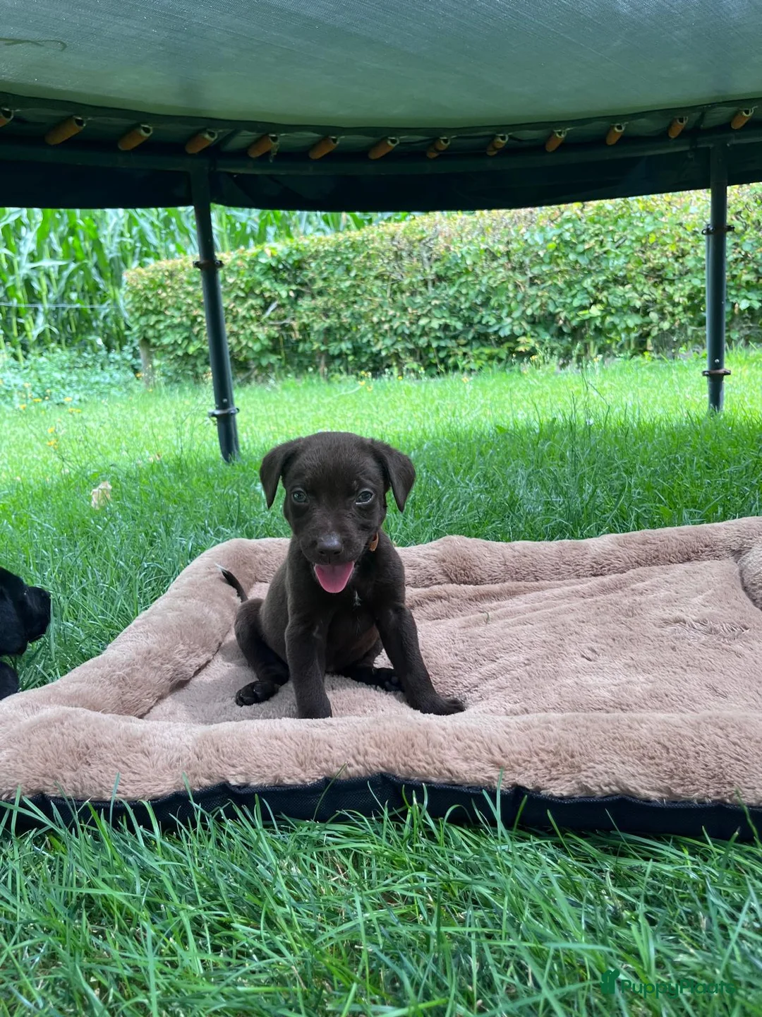Kruising honden te koop: Prachtige puppy’s in Saasveld - Advertentie 2