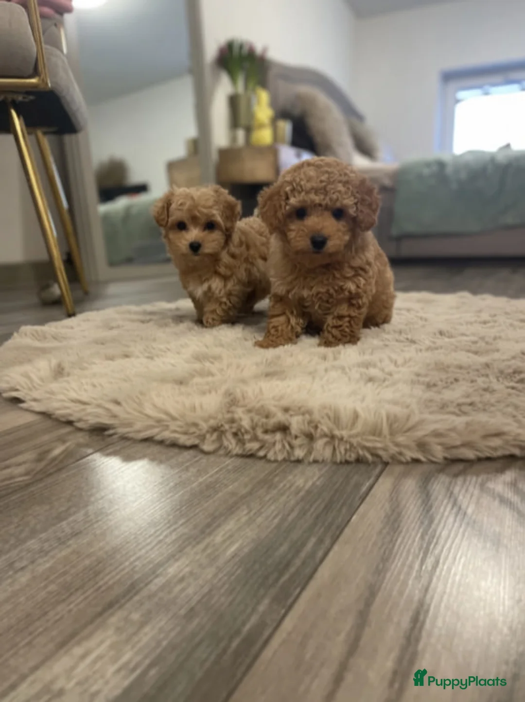 Maltipoo honden te koop: Maltipoo pupjes  - Advertentie 5