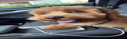 Kruising honden te koop: Puppy te koop in Heukelum - Advertentie 3