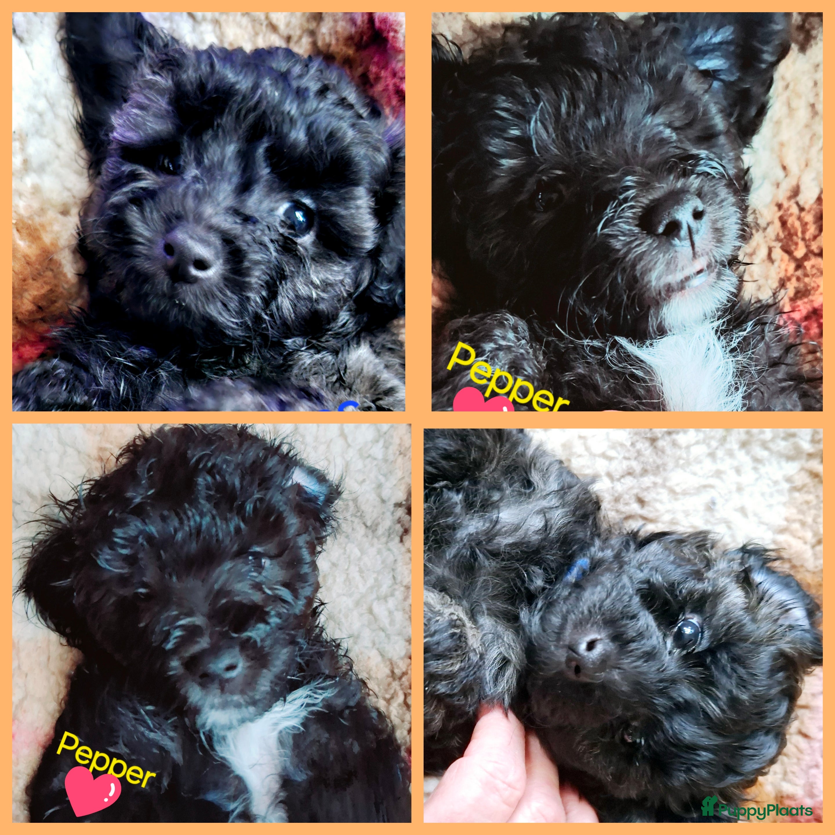 Maltipoo honden Maltipoo - Advertentie 6