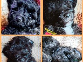 Maltipoo honden Maltipoo - Advertentie 1