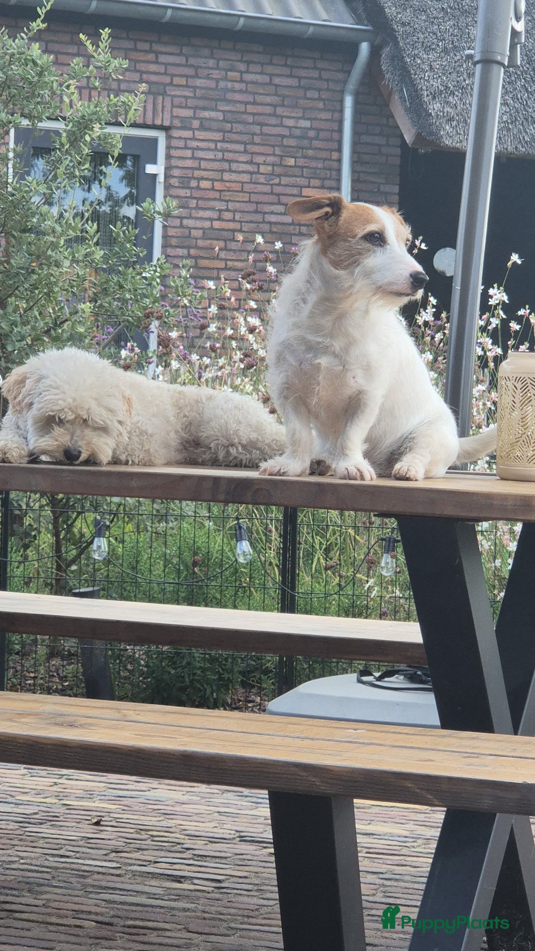 Poedel Toy honden te koop: Toypoedels verwacht - Advertentie 14