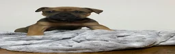 American Staffordshire Terriër honden te koop: American Stafford te koop - Advertentie 2