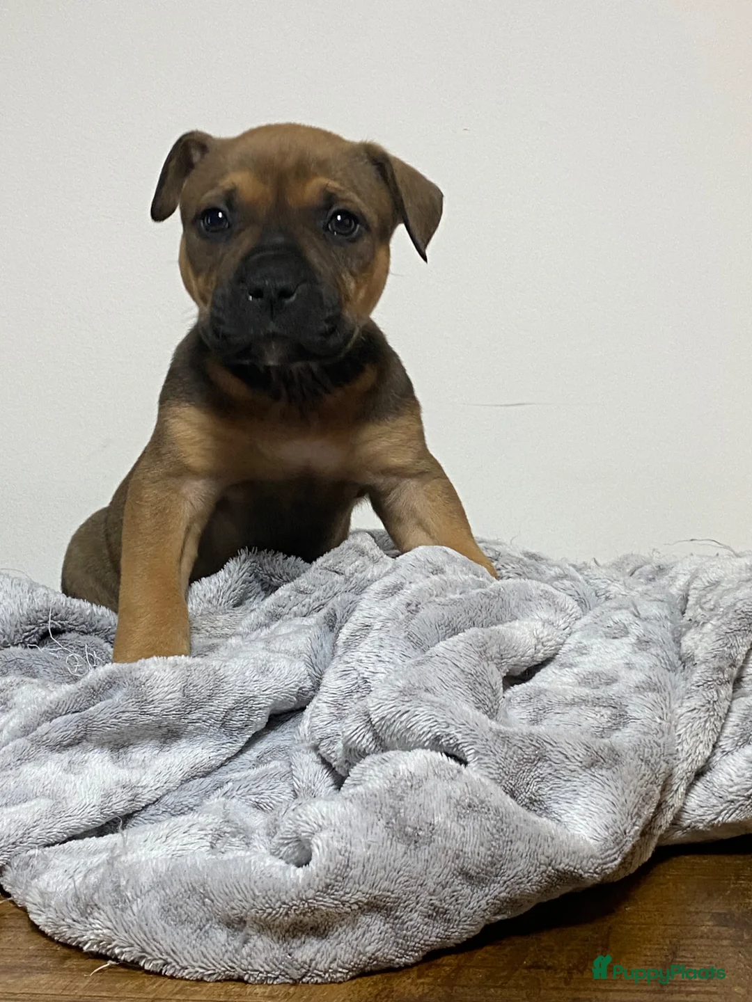 American Staffordshire Terriër honden te koop: American Stafford te koop - Advertentie 2