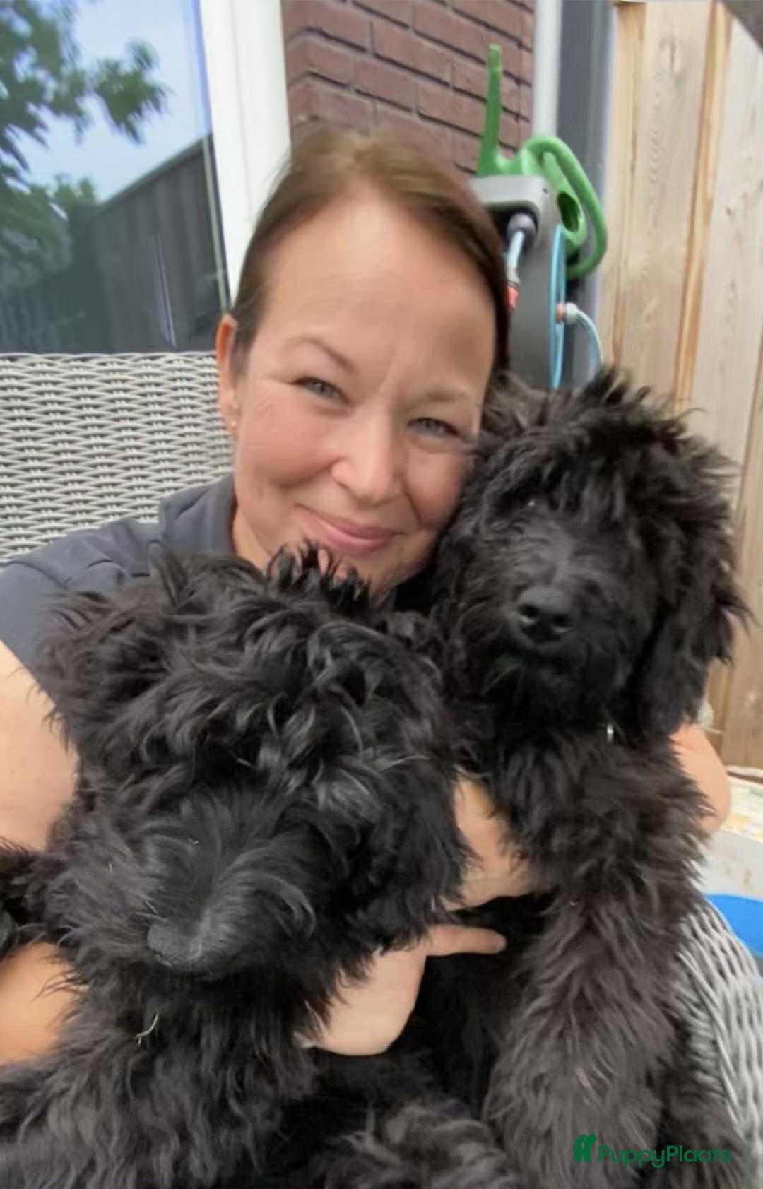 Labradoodle honden te koop: Supermooie labradoodles - Afbeelding 11