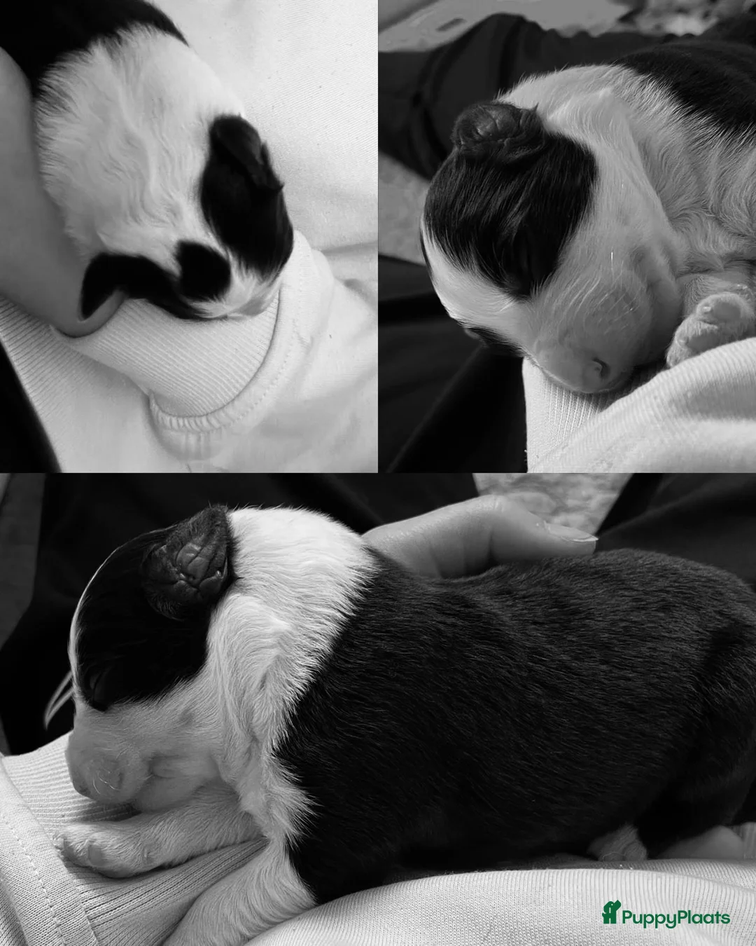 Australian Shepherd honden te koop: Prachtige pups Australian shepherd X  - Advertentie 11