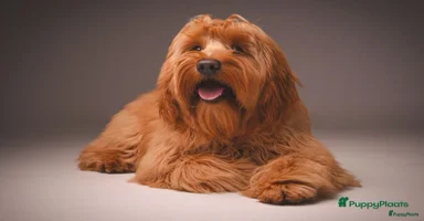Australian Labradoodle honden - Advertentie 16