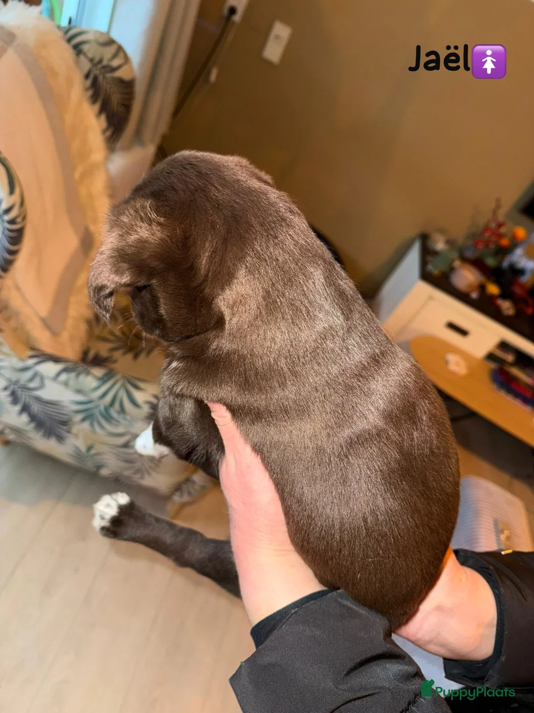 Kruising honden te koop: Lieve friese stabij x Labrador pups te koop - Advertentie 14