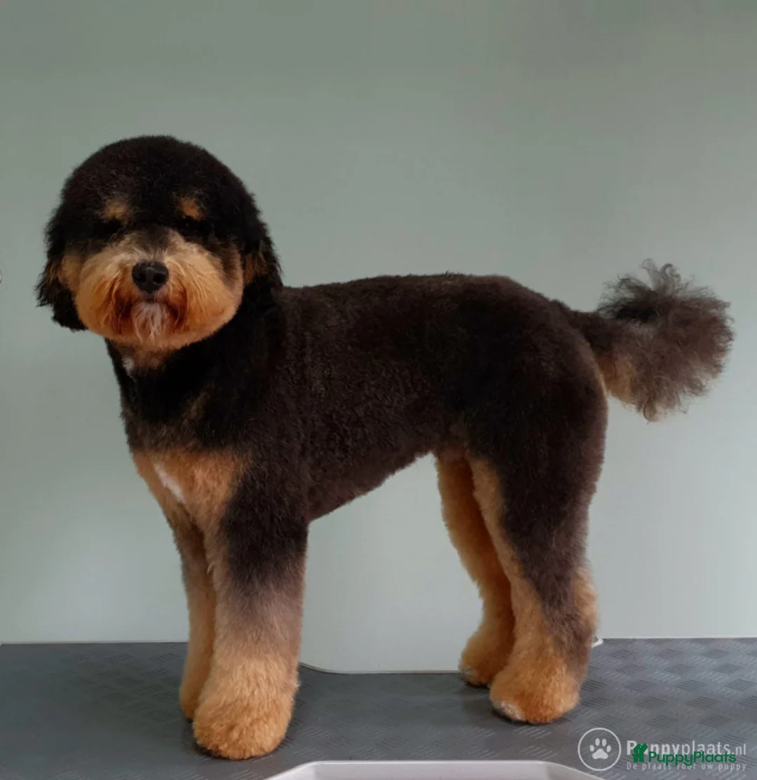 Labradoodle honden ter dekking: Super lieve en mooi getekende labradoodle dekreu in Chaam - Advertentie 5