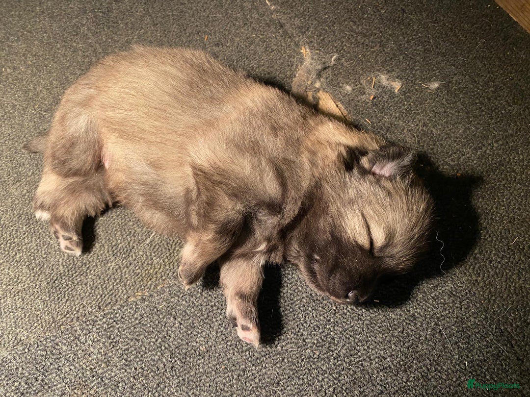 Keeshond honden te koop: Raszuivere blauwe /wolfsgrijze grote keeshond pups - Advertentie 7