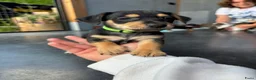 Jack Russel Terriër honden te koop: Jack Russel pups - Advertentie 5