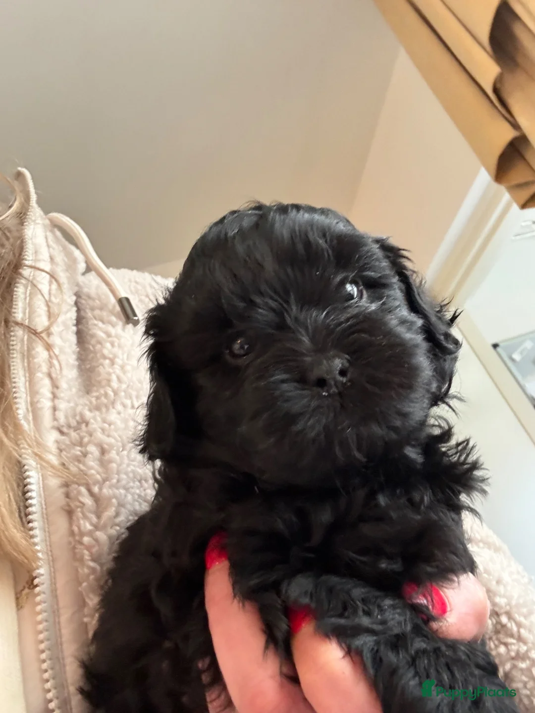 Shihpoo honden te koop: Nog twee puppy’s beschikbaar  - Advertentie 19