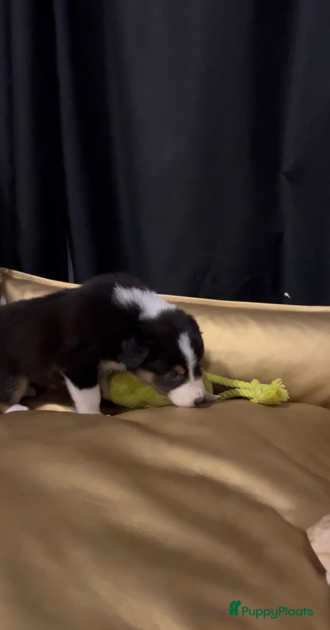 Australian Shepherd honden te koop: Raszuivere Australian Shepherd pups - Advertentie 3