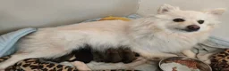 Kruising honden te koop: 4 Prachtige Keeshond/Pomeriaan pups (Oranje-Sabel) in Den Haag - Advertentie 39