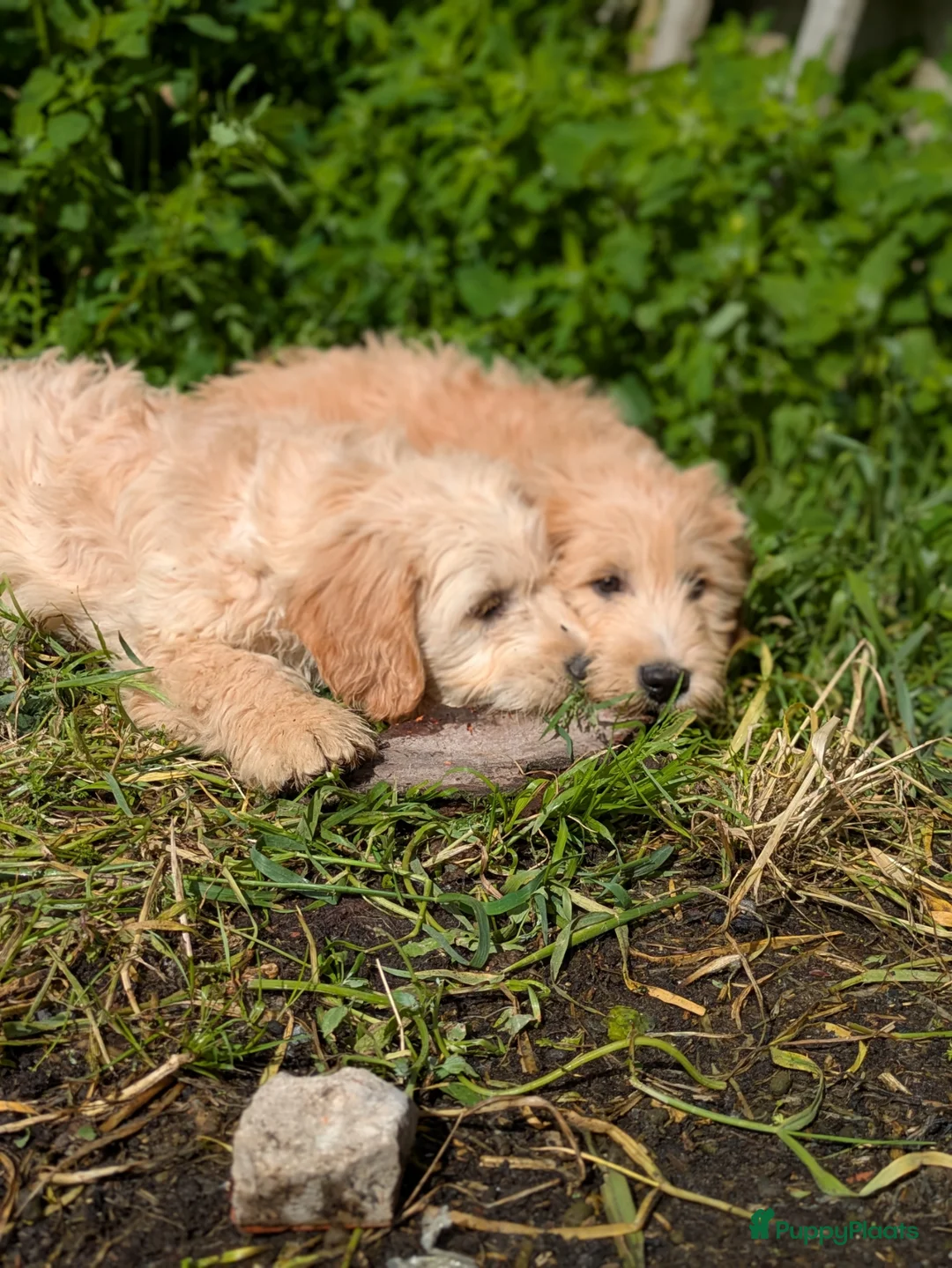 Goldendoodle honden te koop: Goldendoodle zoeken een warme thuis - Advertentie 1