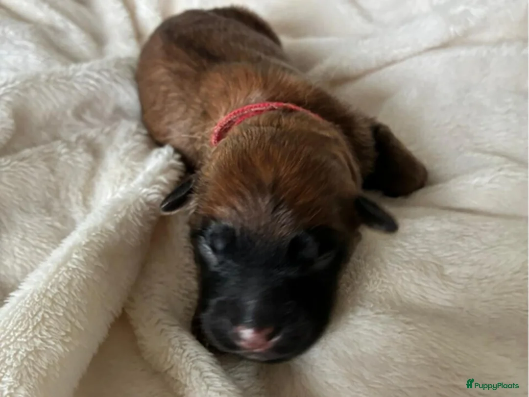 Border Collie honden te koop: Eerste Baskische herder nestje geboren! - Advertentie 11