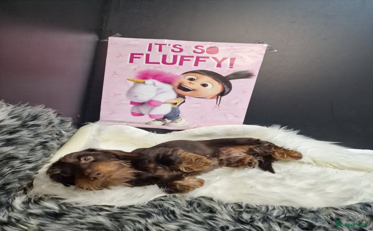 Ruwhaar Teckel honden - Advertentie 13