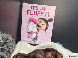 Ruwhaar Teckel honden Prachtige ruwharige Kanichen/dwerg teckeljes - Advertentie 1