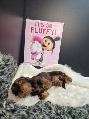 Ruwhaar Teckel honden Prachtige ruwharige Kanichen/dwerg teckeljes - Advertentie 2