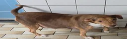 Boerenfox honden te koop: mooie 100% Boerenfox pups - Advertentie 12