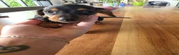 Dwergteckel honden te koop: Lieve dwergteckelpups  in Steenbergen - Advertentie 2
