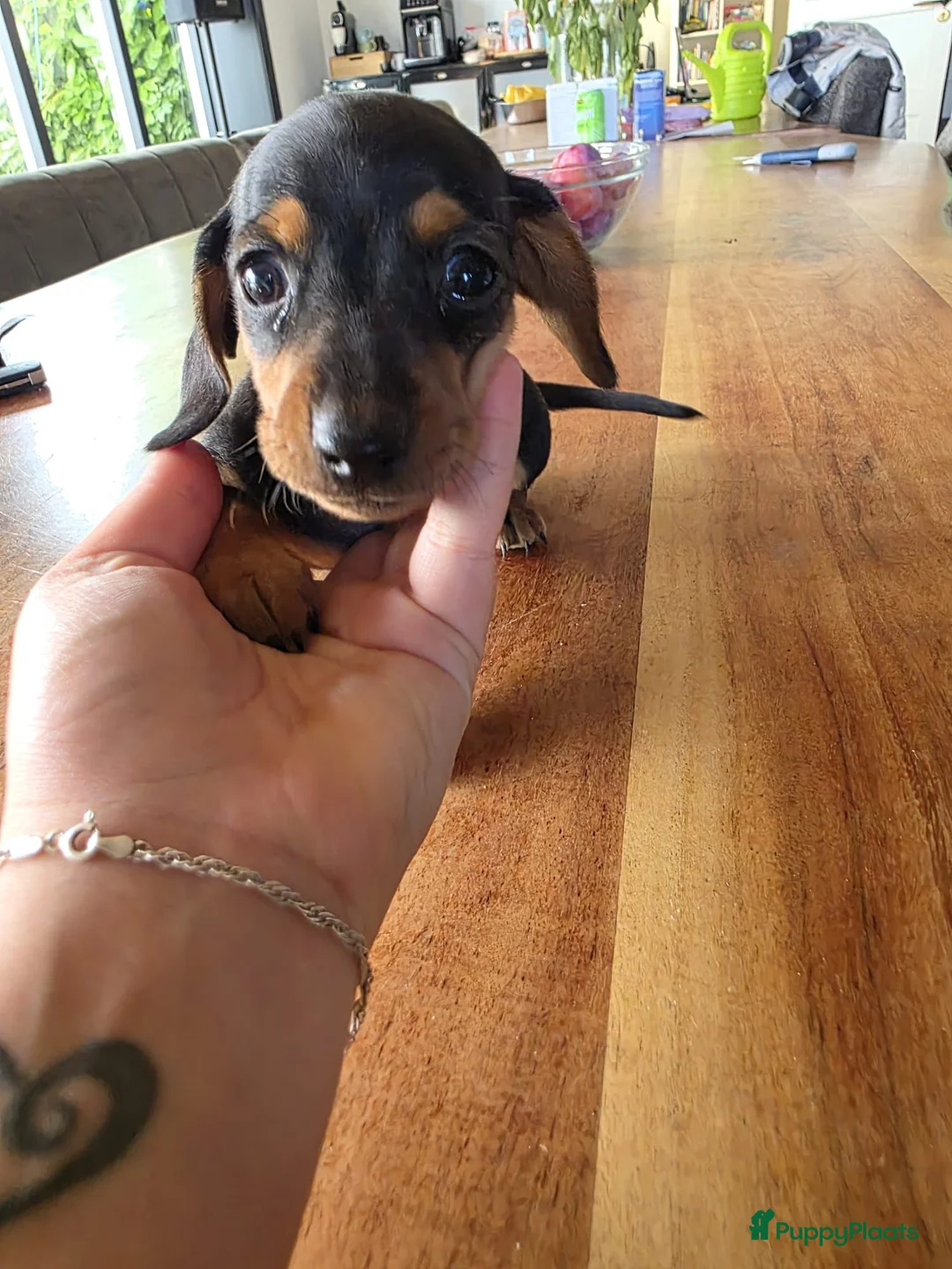 Dwergteckel honden te koop: Lieve dwergteckelpups  in Steenbergen - Advertentie 2