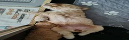 Cockapoo honden te koop: Cockapoo F1b huiselijke kring geteste ouders - Advertentie 5