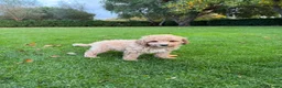 Labradoodle honden te koop: Dwergpoedel x Labradoodle pups - Advertentie 21