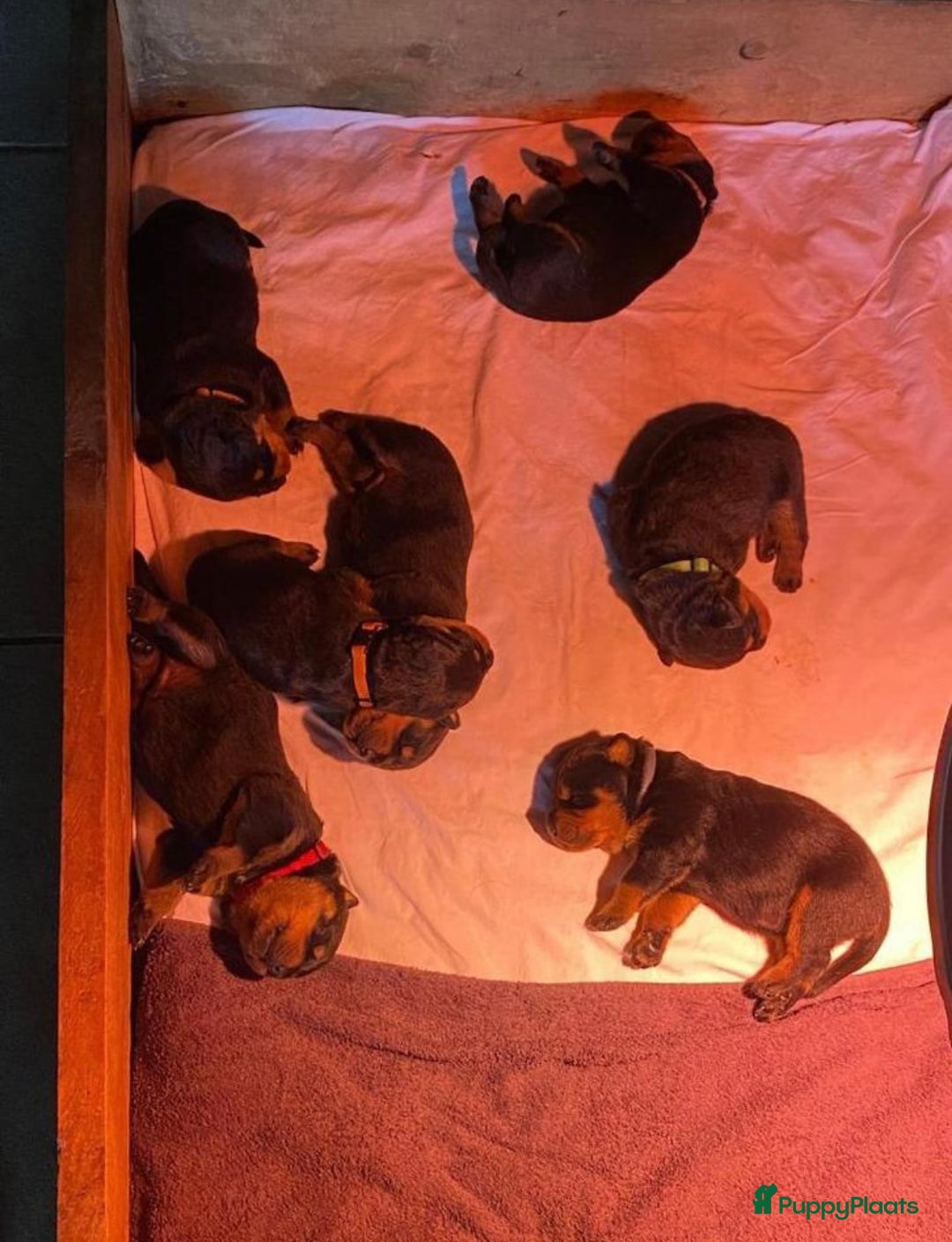 Rottweiler honden te koop: Rottweiler pups - Afbeelding 4