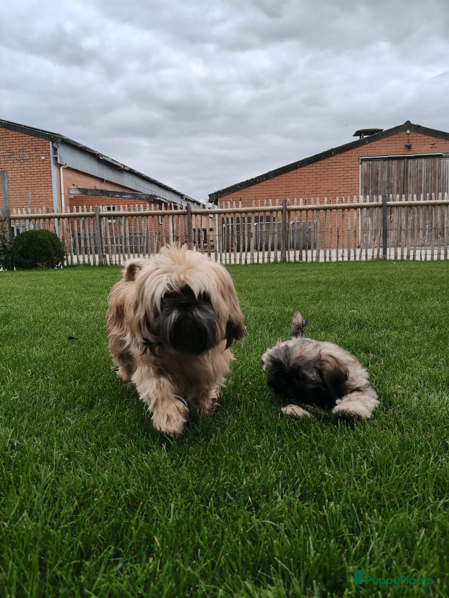 Shih Tzu honden 3 mooie reutjes - Advertentie 2