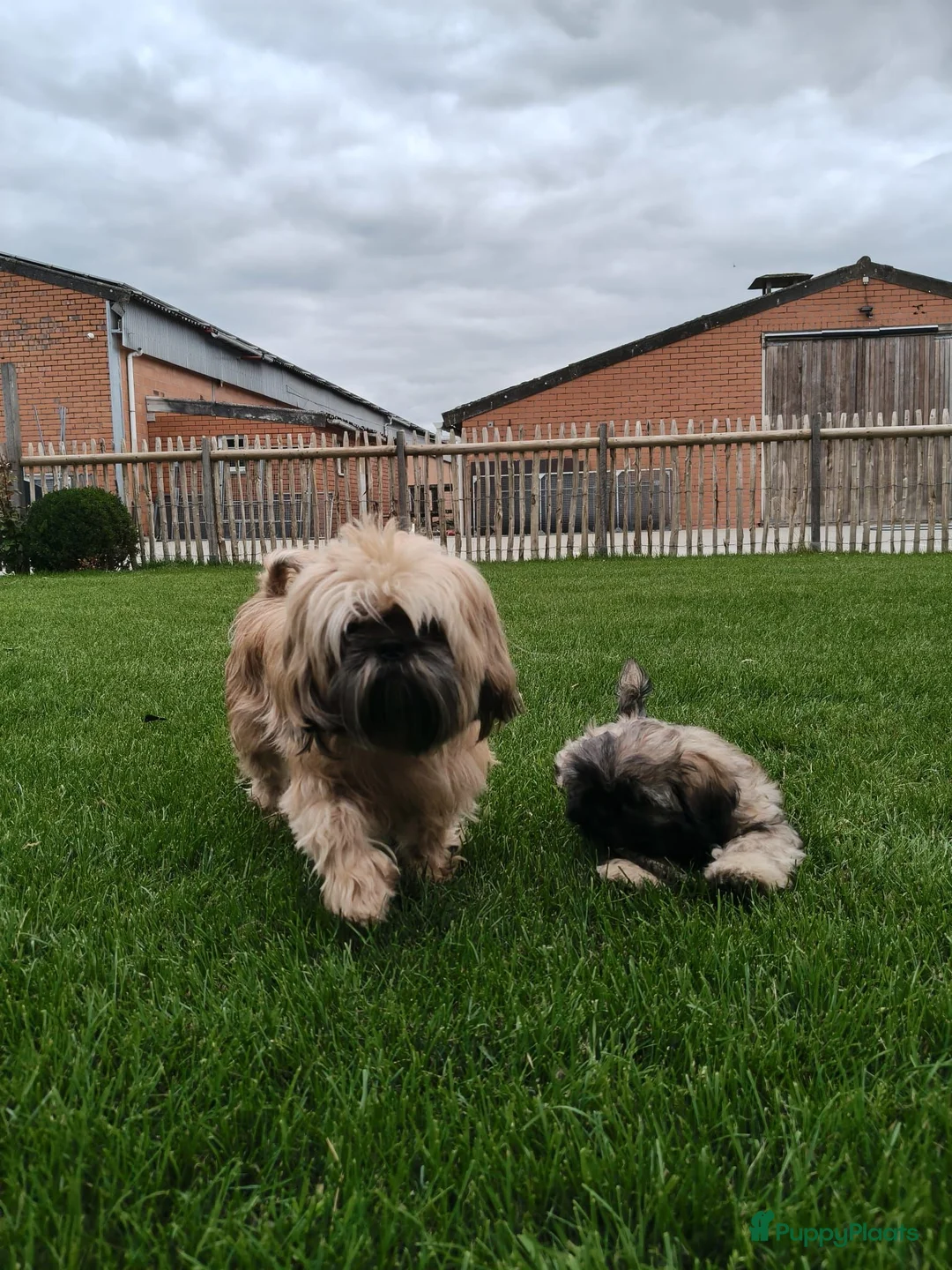 Shih Tzu honden te koop: 3 mooie reutjes - Advertentie 1