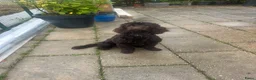 Australian Labradoodle honden te koop: Labradoodles teef, kleine medium chocolade bruin in Noordbeemster - Advertentie 6
