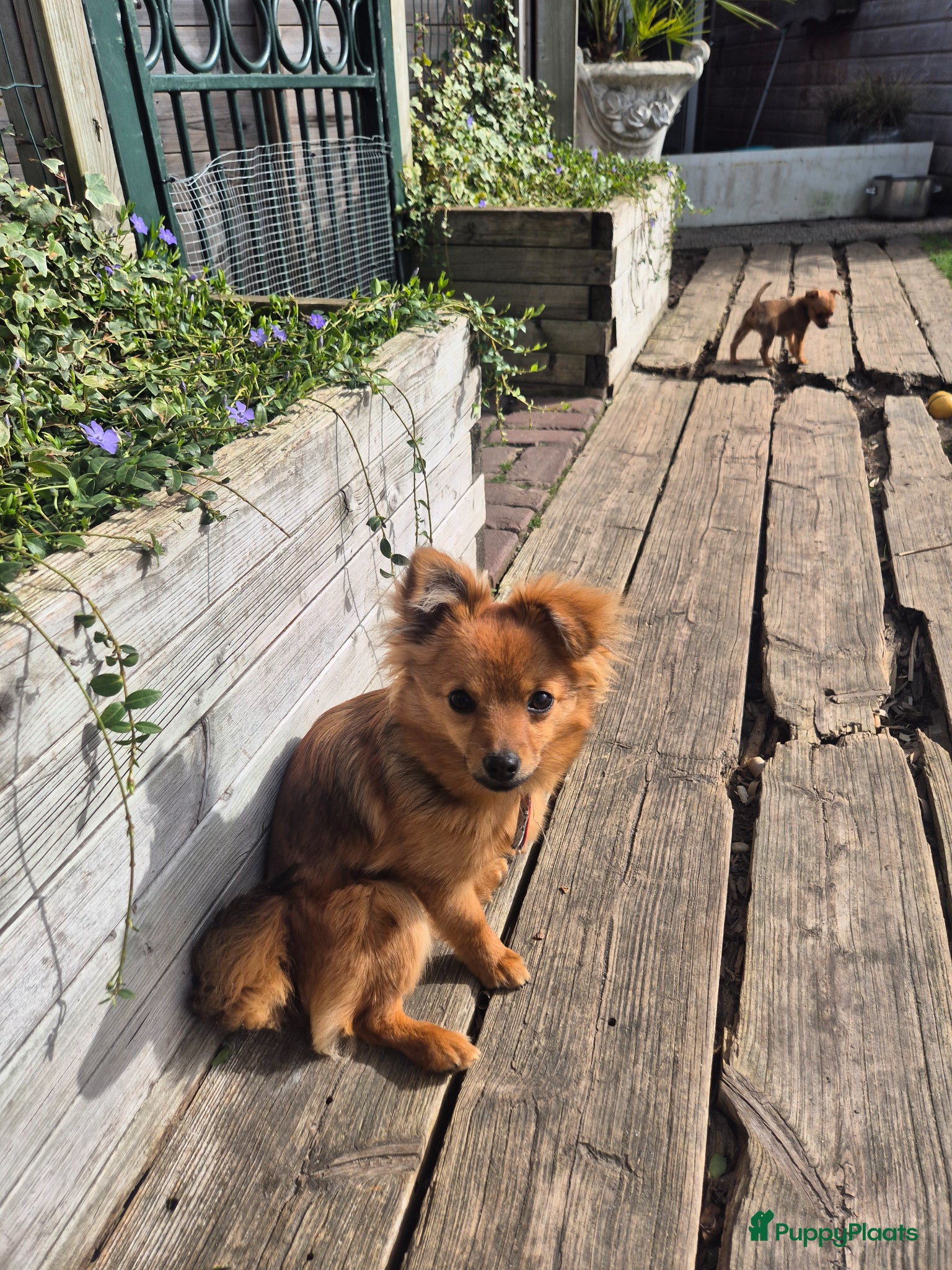 Kruising honden Lieve kruising - Advertentie 2