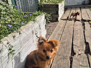 Kruising honden Lieve kruising - Advertentie 2