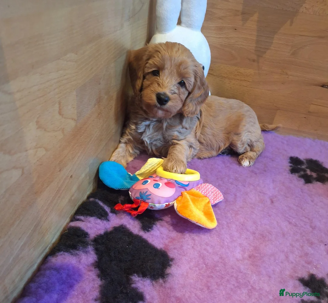 Kruising honden te koop: Prachtige mini/medium Australian labradoodle pups - Advertentie 2