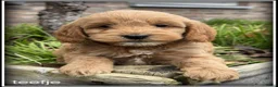 Cockapoo honden te koop: Cockapoo pups - Advertentie 6
