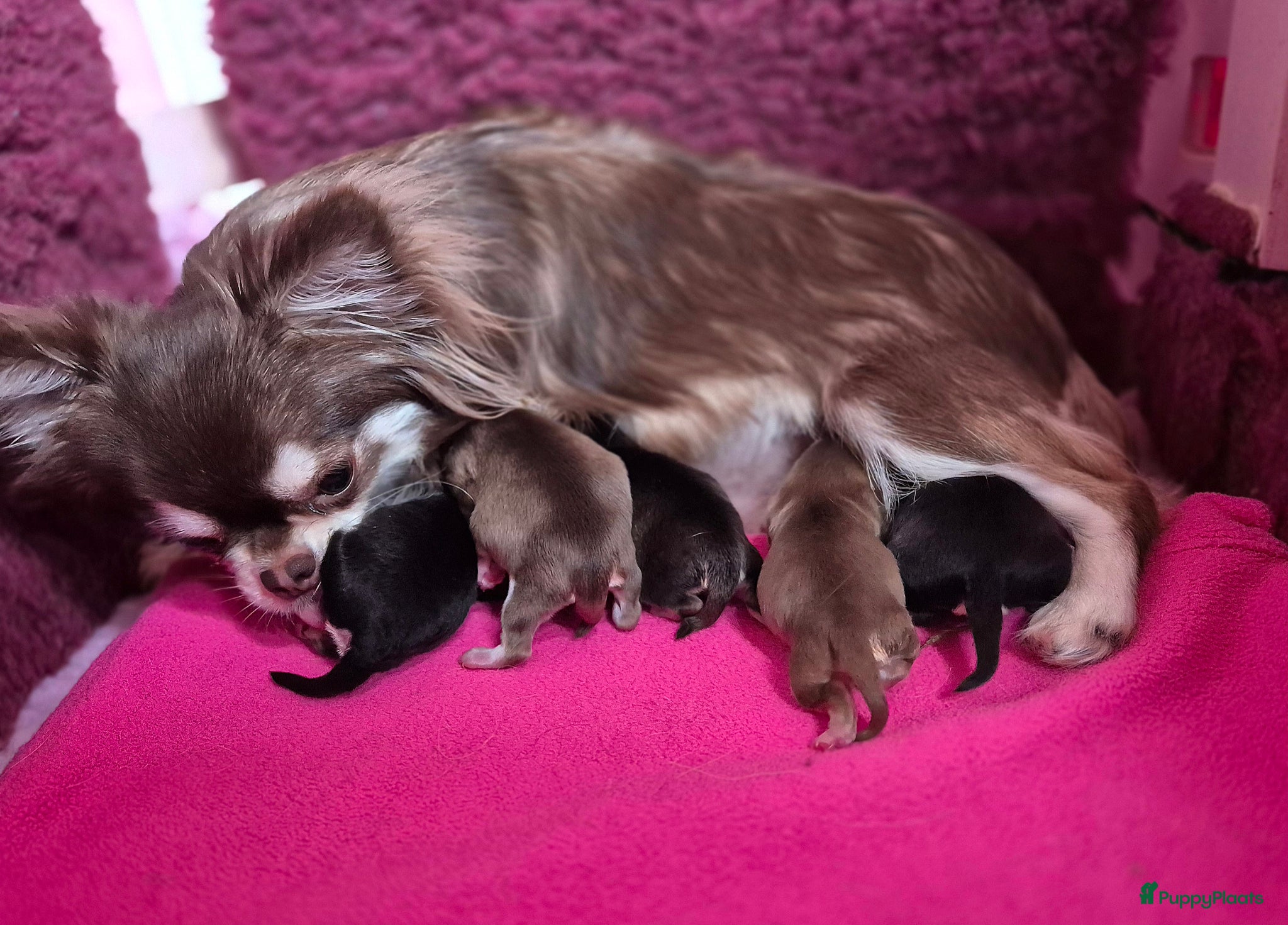 Chihuahua honden Prachtig black husky reutje  - Advertentie 1