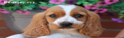Kruising honden te koop: Leuke Kruising Engelse Cocker Spaniel pups reutjes - Advertentie 10