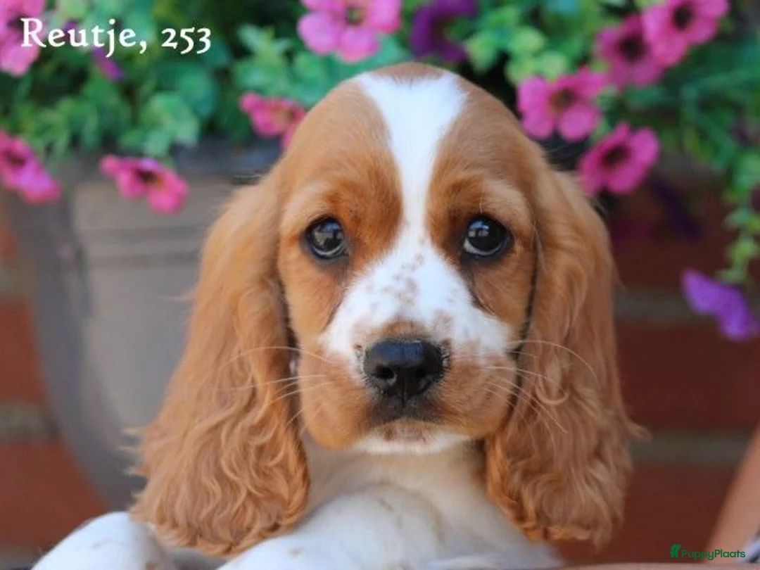 Kruising honden te koop: Leuke Kruising Engelse Cocker Spaniel pups reutjes - Advertentie 10