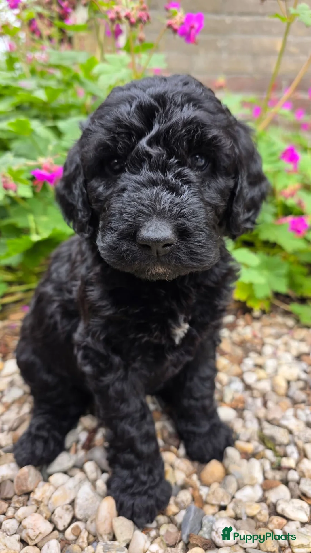 Australian Labradoodle honden te koop: Labradoodle pups - Advertentie 2