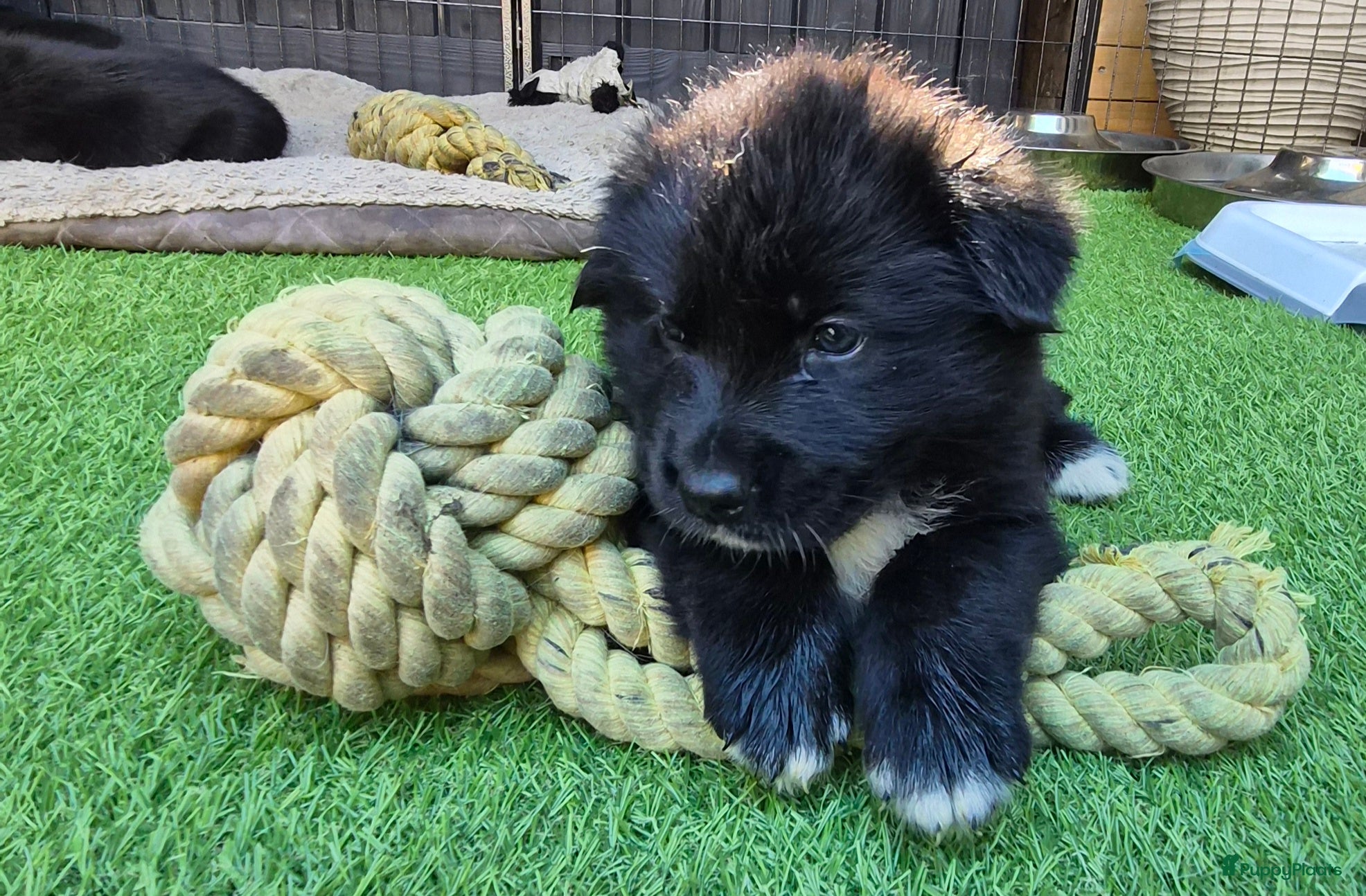 Kruising honden te koop: Labrakita pups (Labrador x Akita) Loyaal & speels - Advertentie 7