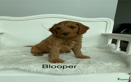 Australian Labradoodle honden te koop: Magic Doodles Rasta - Afbeelding 3